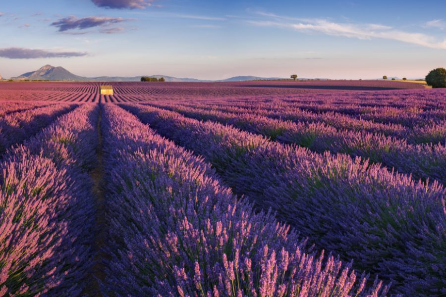 Plateau de Valensole