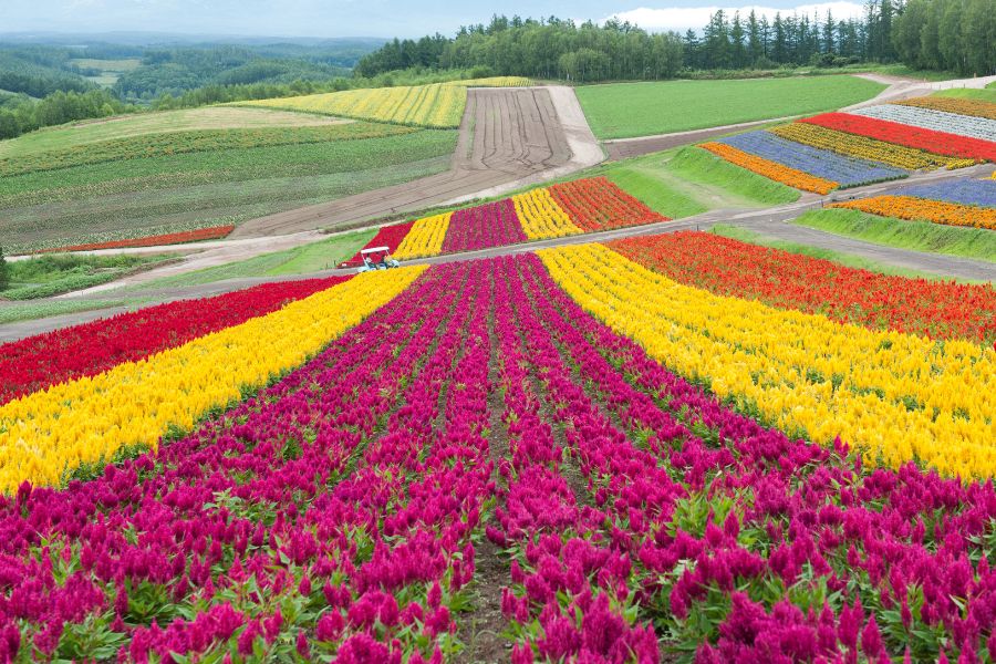 Furano & Biei