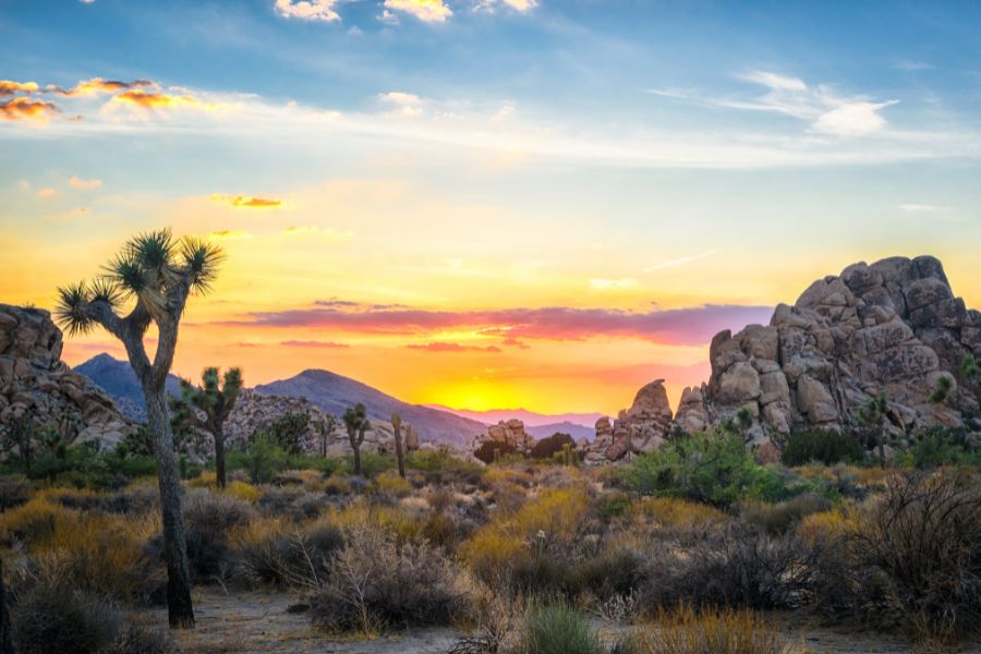 Joshua Tree National Park