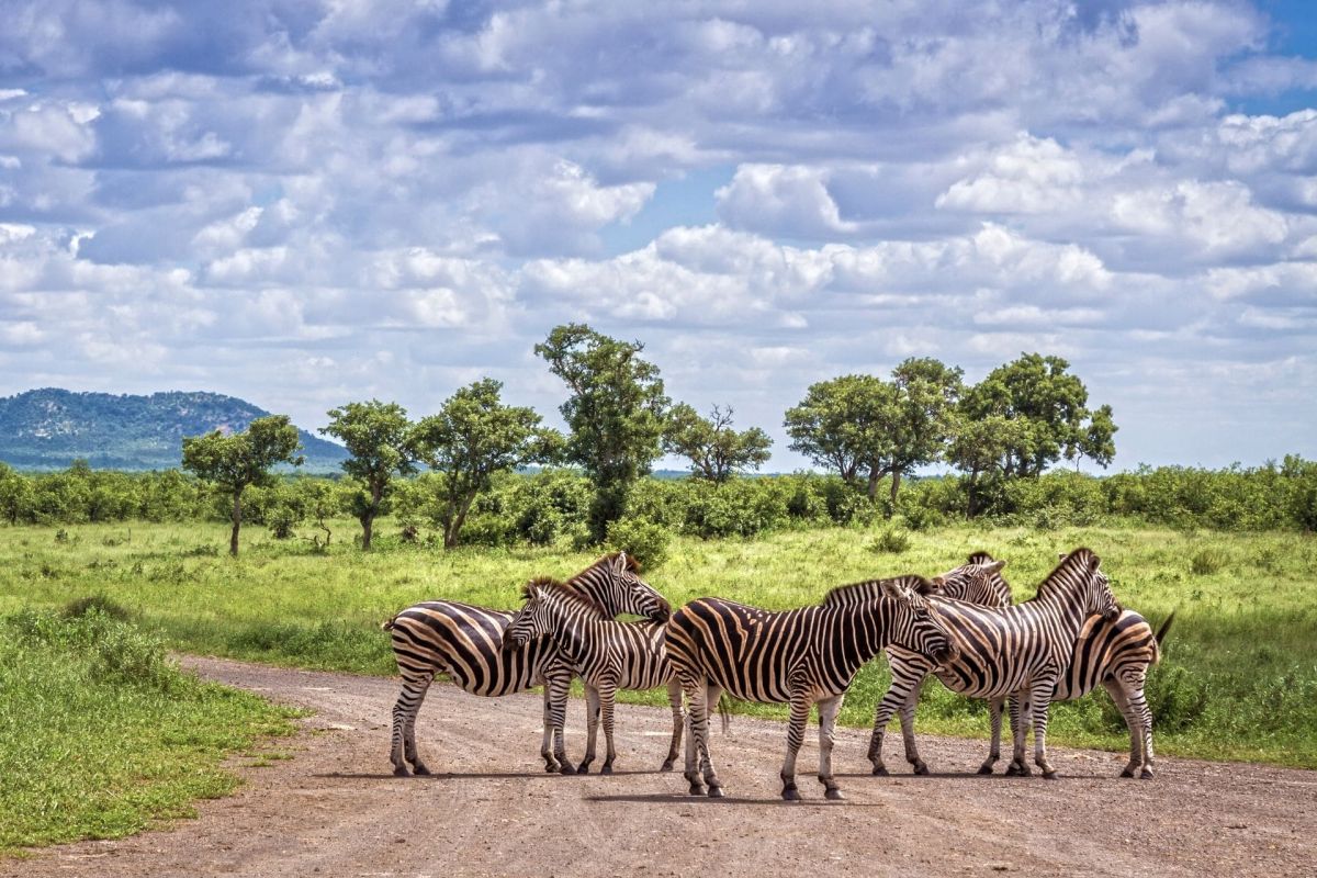 Sudafrica tra safari e meraviglie naturali - Smeraldo Viaggi